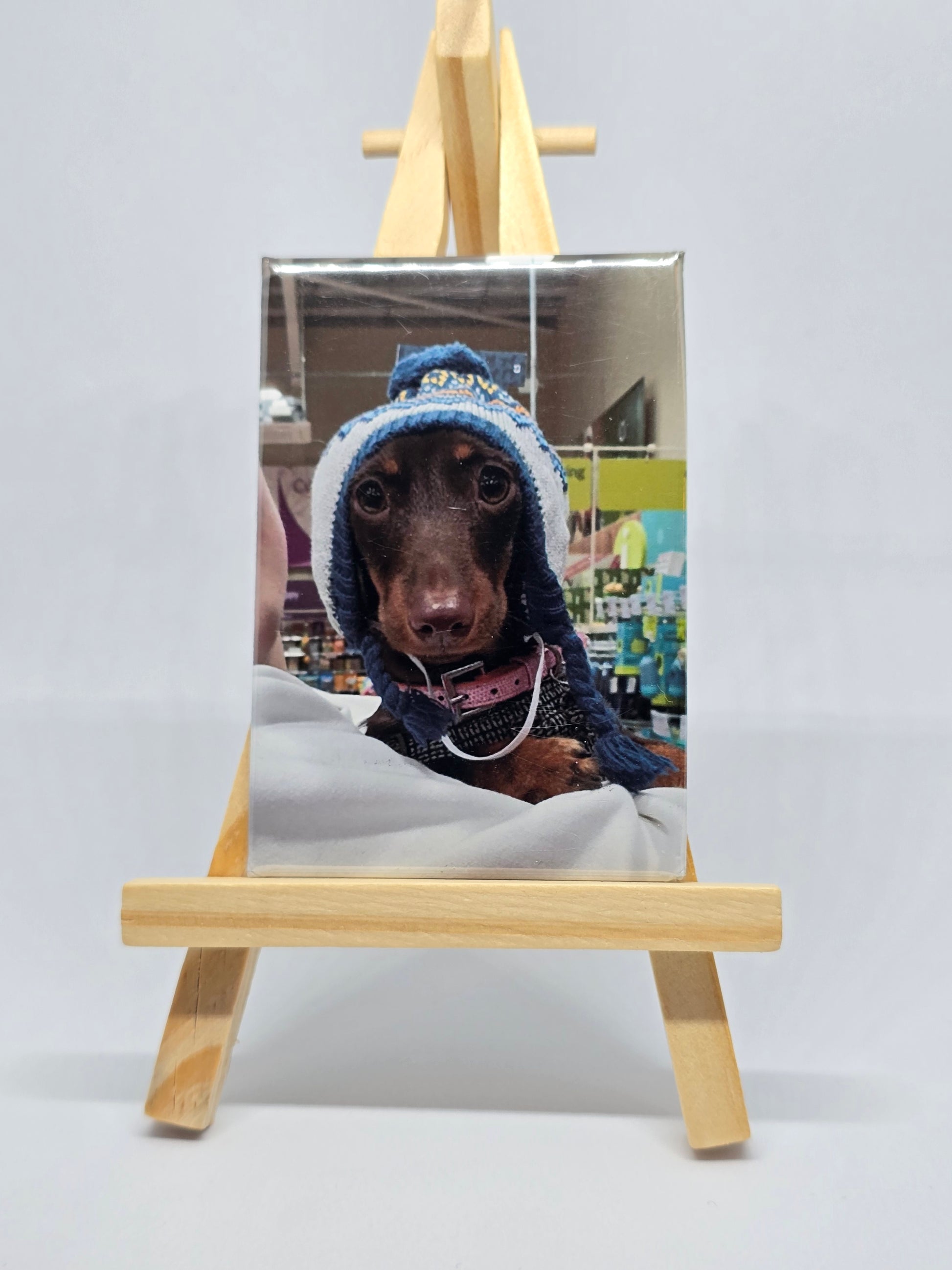 Dog wearing a blue beanie peeking out from behind a wooden frame on a white wall.